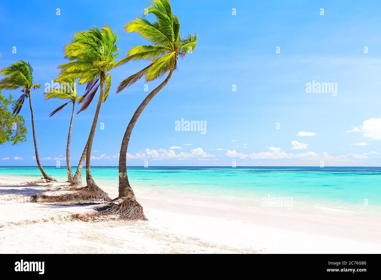 Kokospalmen am weißen Sandstrand in Cap Cana, Dominikanische Republik Stockfoto