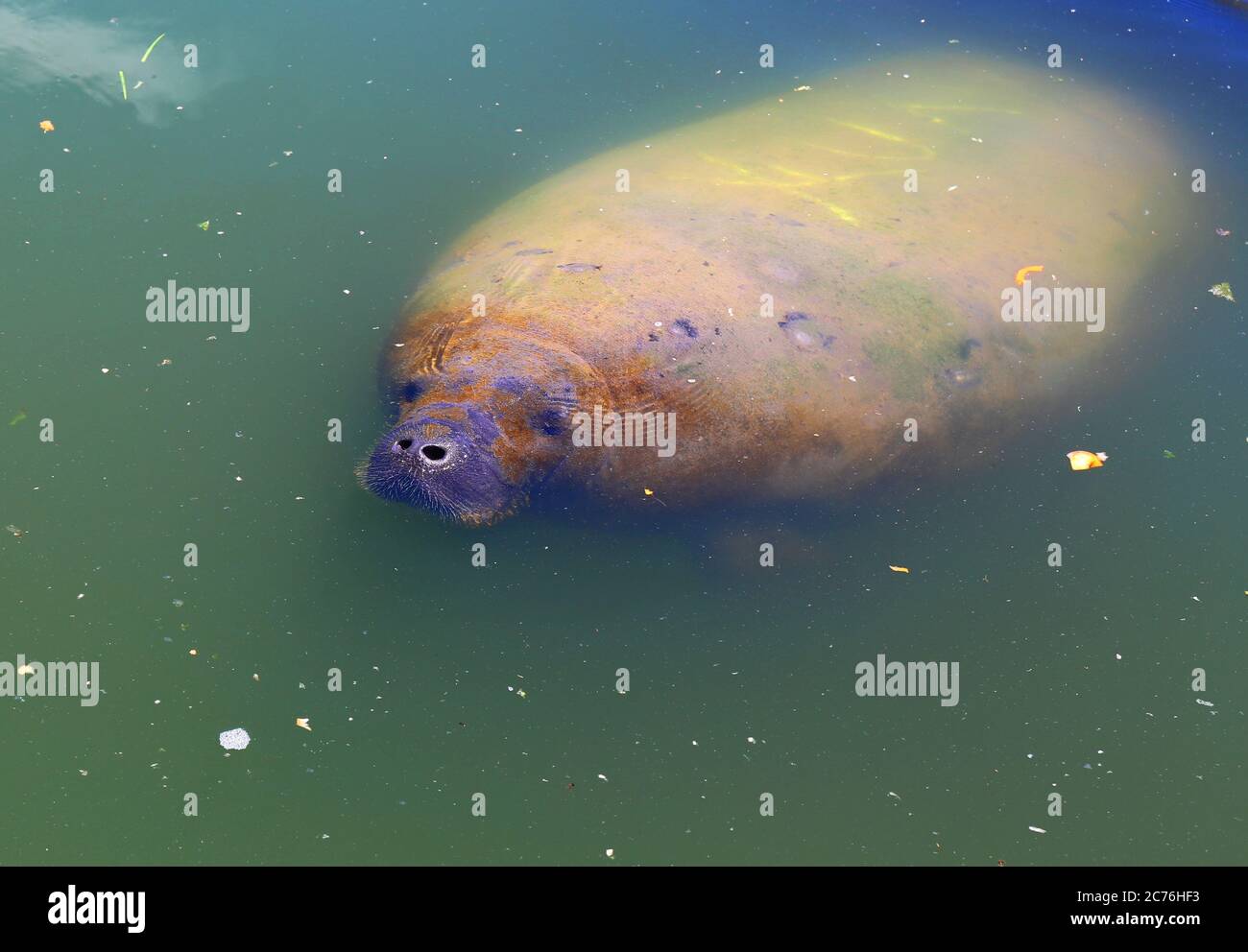 manatee in Ilha de Itamaraca, Brasilien Stockfoto