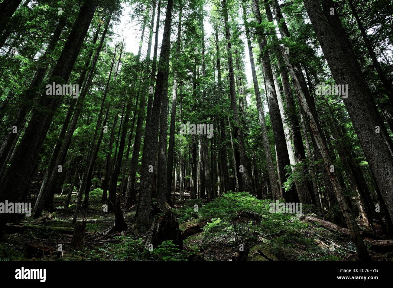 Hohe Bäume im Wunderland Trial im Mt Rainier National Park im Staat Washington. Stockfoto
