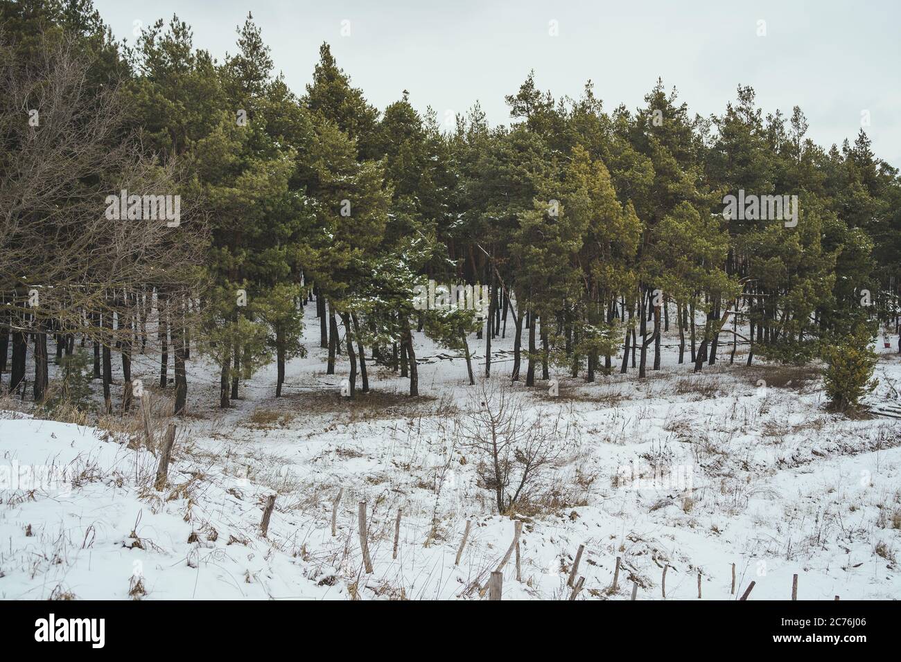 Winterbäume. Fichte im Winter. Im Fichtenwald ist es im Winter Stockfoto