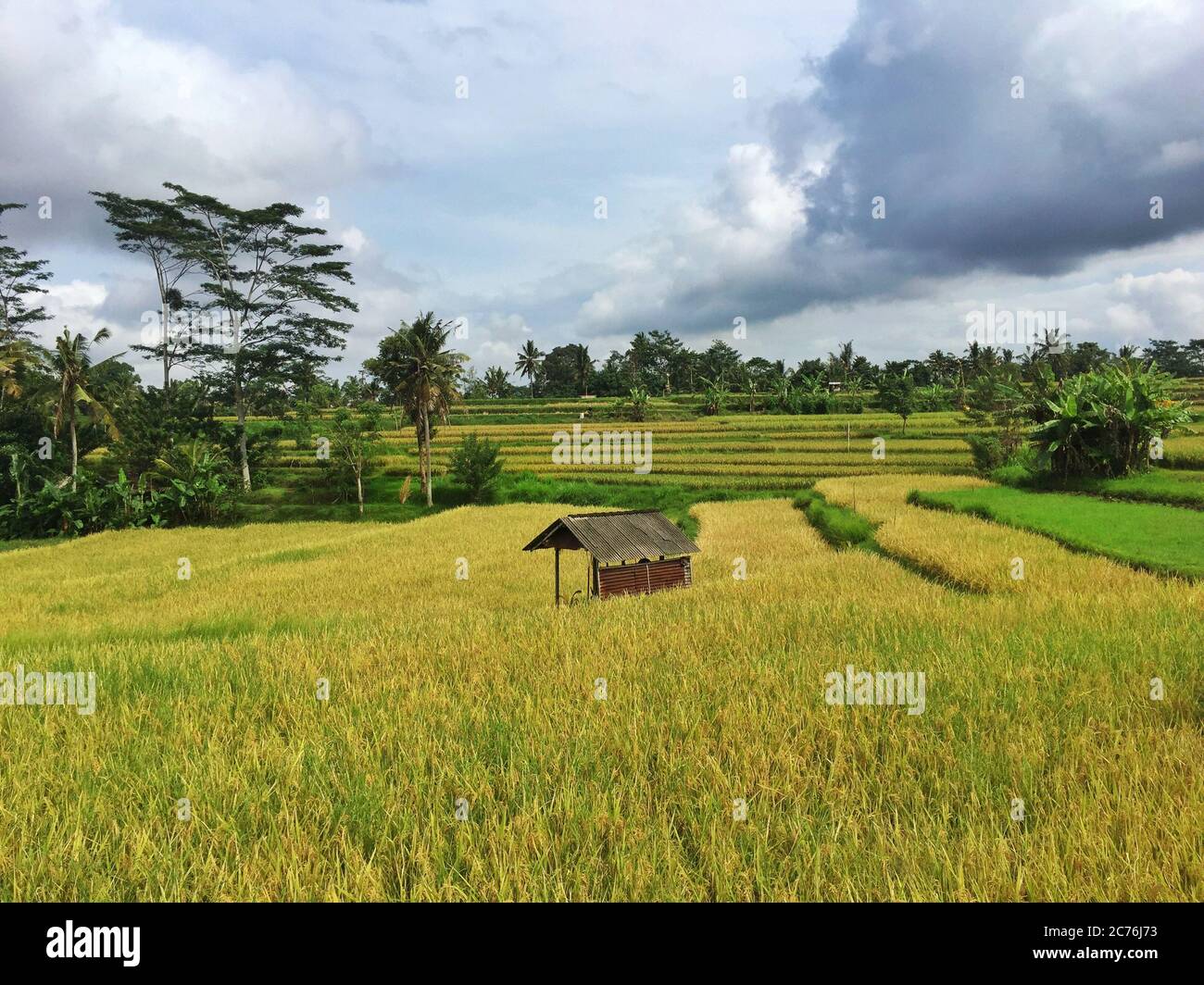 Paddy Field, Ubud, Bali, Indonesien Stockfoto