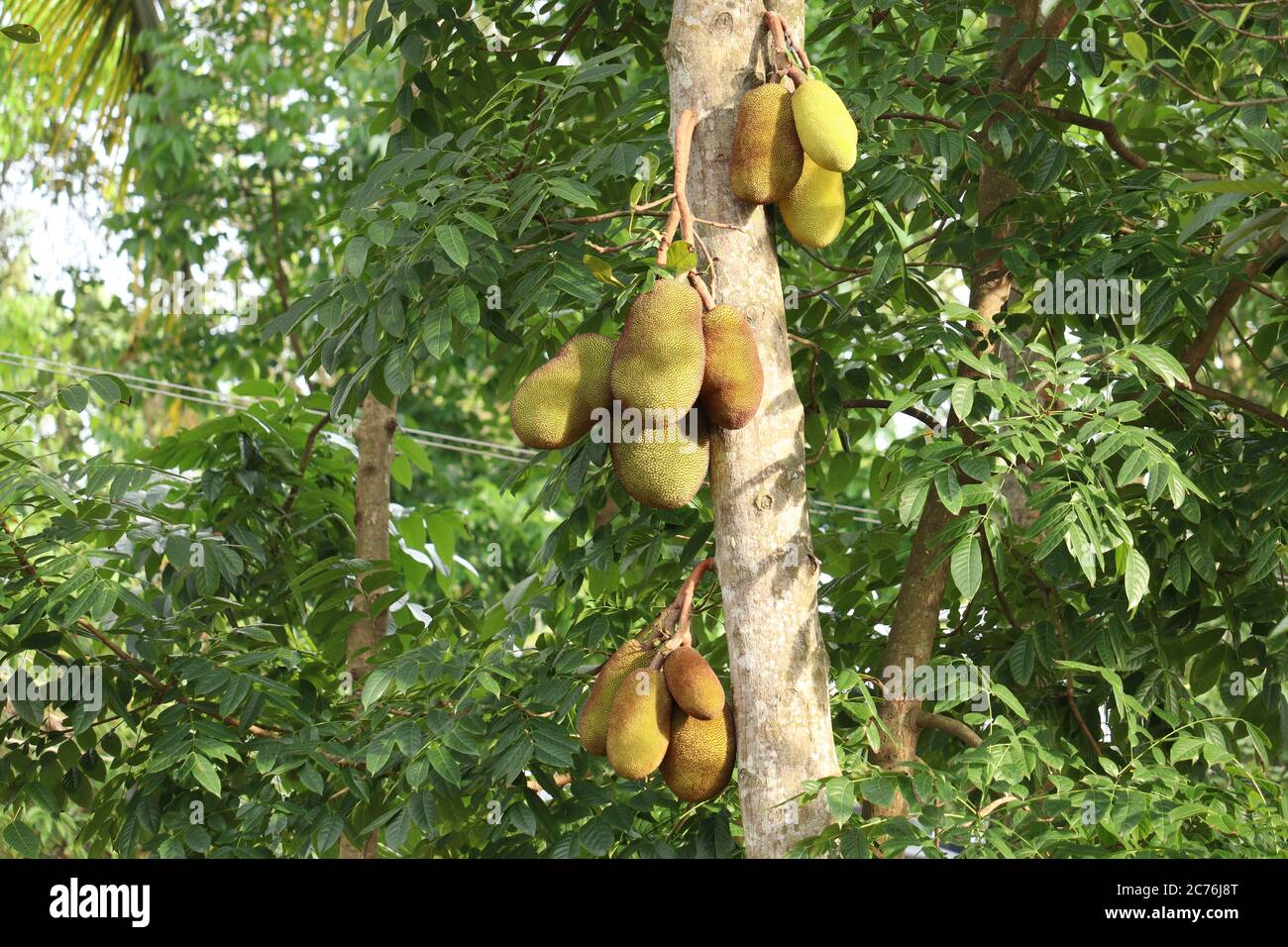 Jackfrucht im Garten Stockfoto