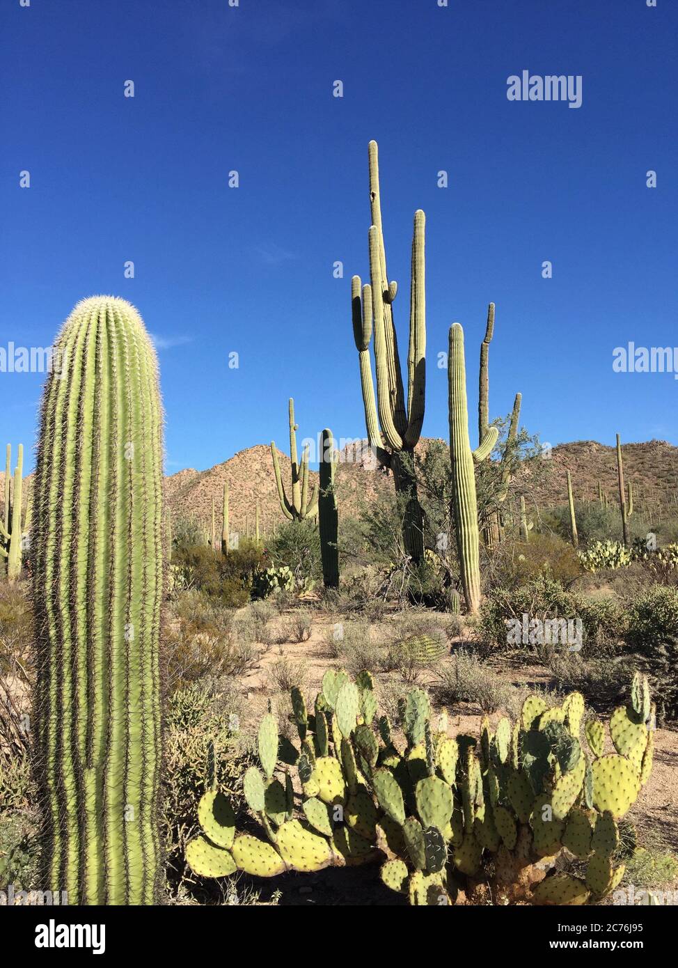 Saguaro Kaktus, Saguaro National Park, Arizona, USA Stockfoto