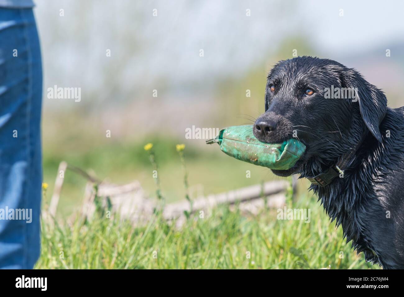 Porträt eines nassen schwarzen Labradors mit einem Trainingspummy im Mund Stockfoto