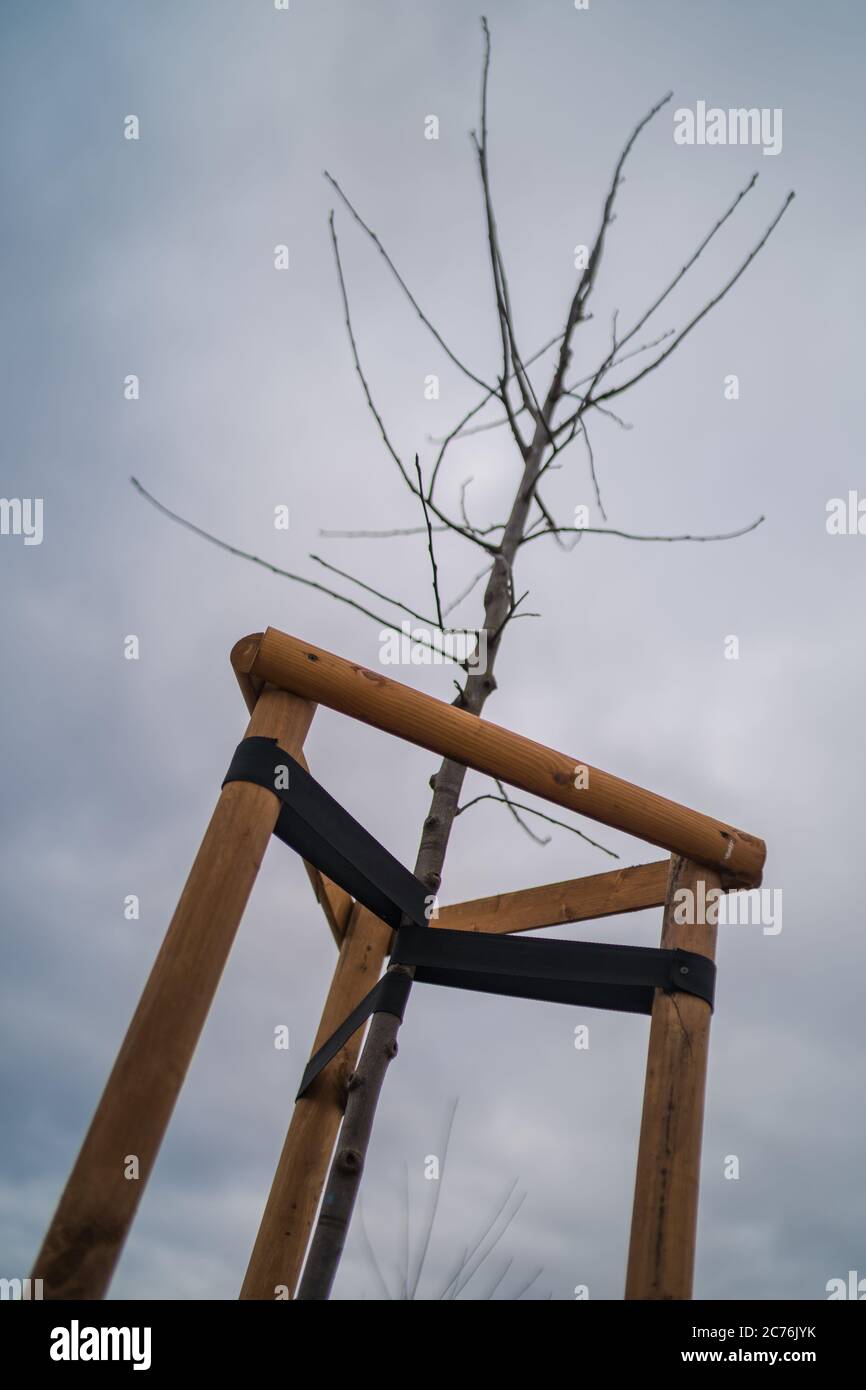 Junger Baum Gebunden. Neu gepflanzte Bäume, mit drei Pfosten zur Unterstützung. Ein junger Baumsapling stützte und gestützt durch die Holzlatten und gebunden durch Klebeband Stockfoto
