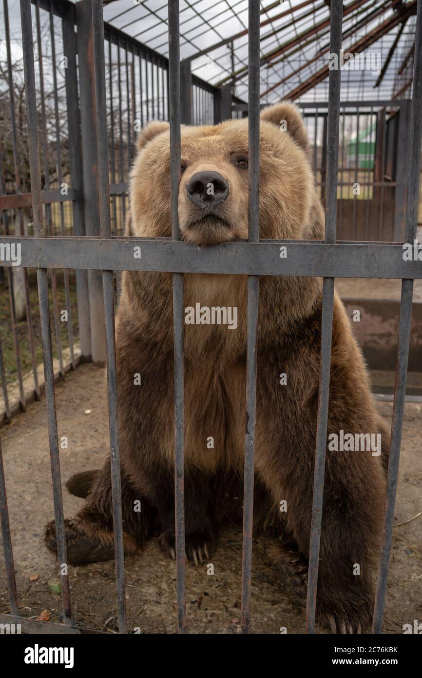 Braunbär hinter Gittern im Zoo Käfig. Großer aufgewüstter Braunbär in der  Gefangennahme des Zookäfigs, der die Kamera durch Metallstäbe an einem  düsteren Tag anschaut Stockfotografie - Alamy
