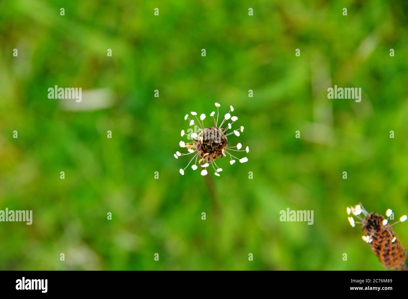 Makro-Blume Stockfoto