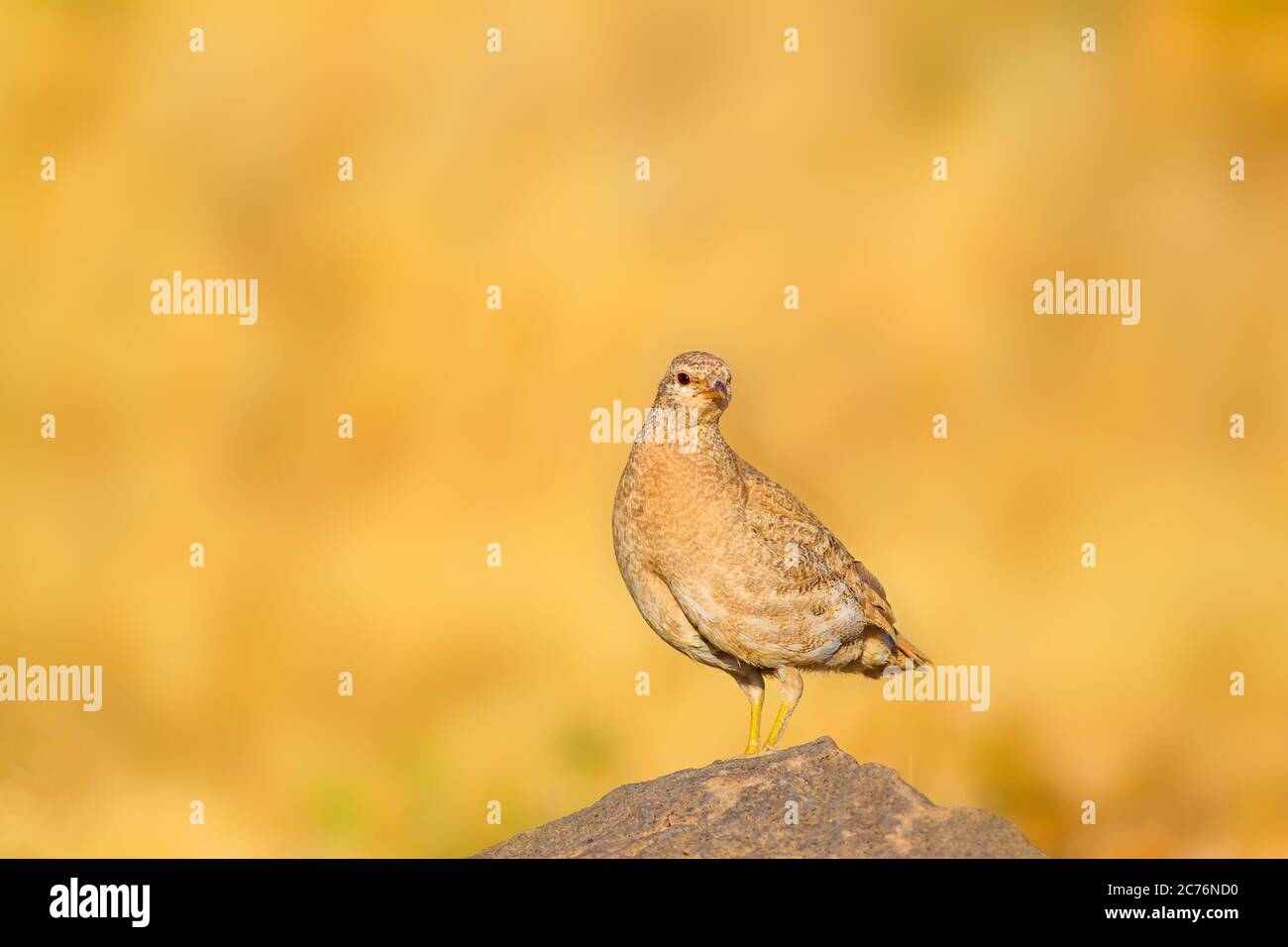 Niedliche gelbe Rebhuhn. Gelber Natur Hintergrund. Vogel: Siehe Rebhuhn. Ammoperdix griseogularis. Stockfoto