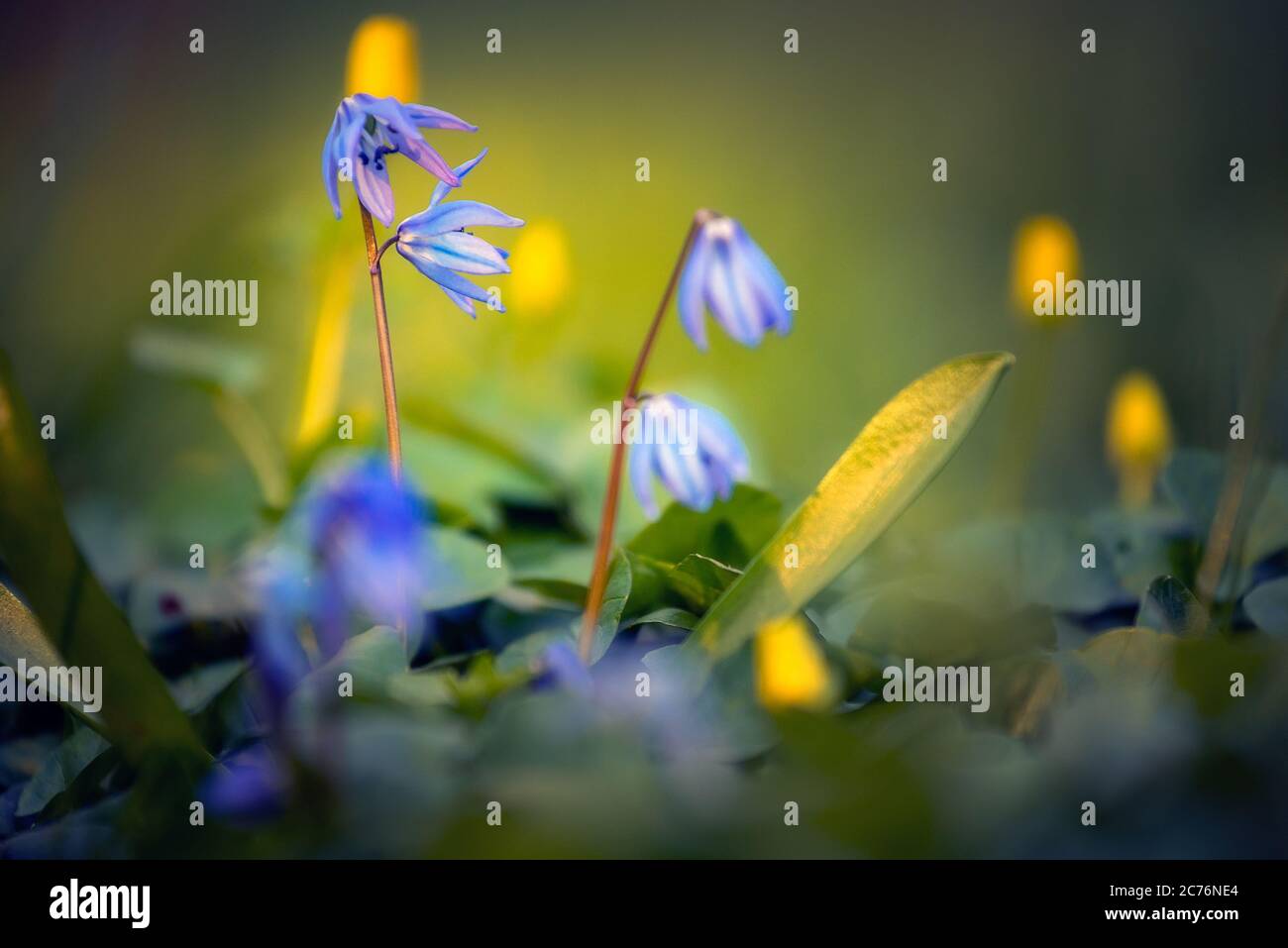 Hübsche Veilchen im Garten auf unscharf Hintergrund mit weichen warmen Licht violett floralen Rand mit Bokeh verträumt verschwommen Licht, natürlich schöne Wiese Stockfoto