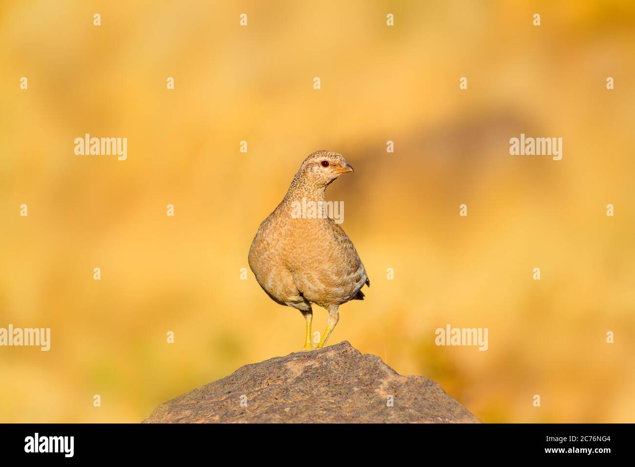 Niedliche gelbe Rebhuhn. Gelber Natur Hintergrund. Vogel: Siehe Rebhuhn. Ammoperdix griseogularis. Stockfoto