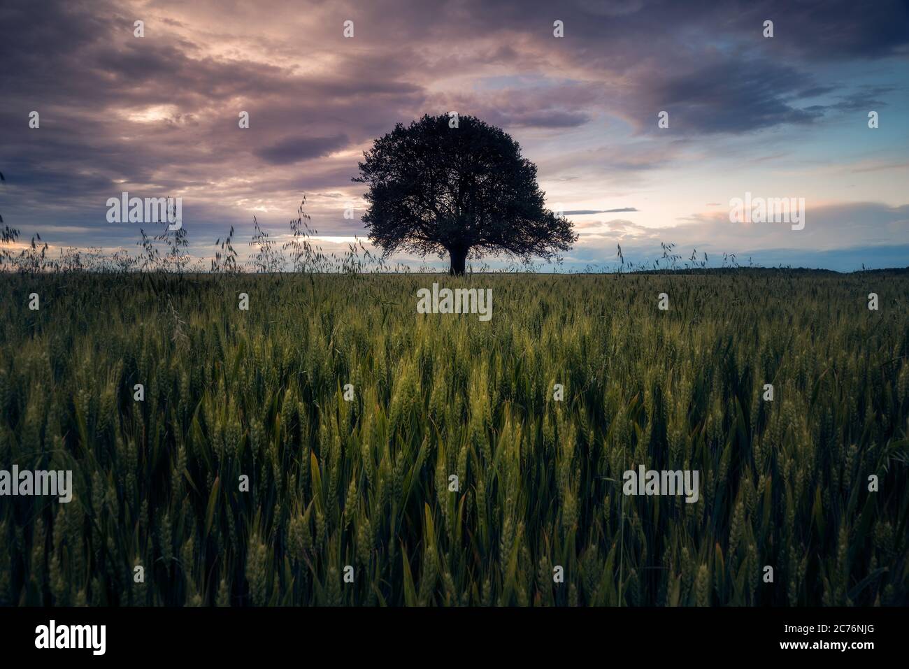 Einsamer Eichenbaum in der Mitte des Rahmens in einem Weizenfeld gegen dramatischen Himmel nach einem Sturm zentriert Stockfoto