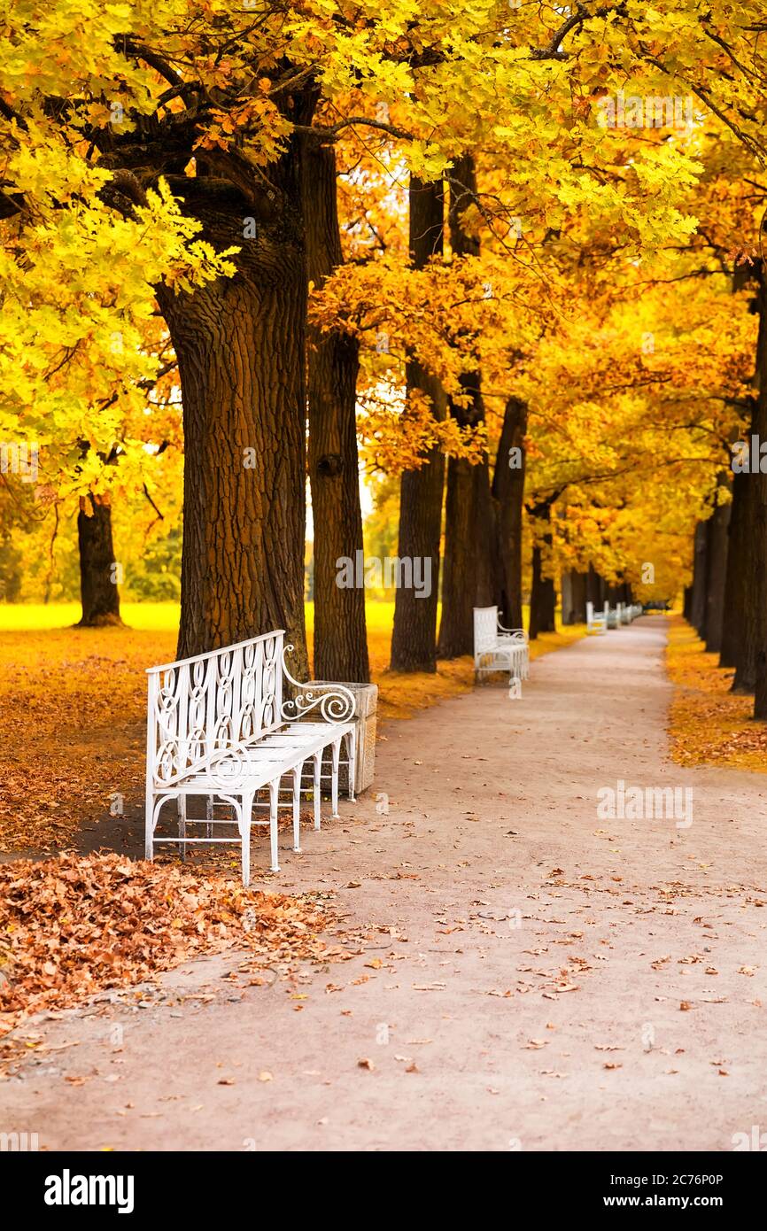 Weiße Parkbank im Park im Herbst Stockfoto