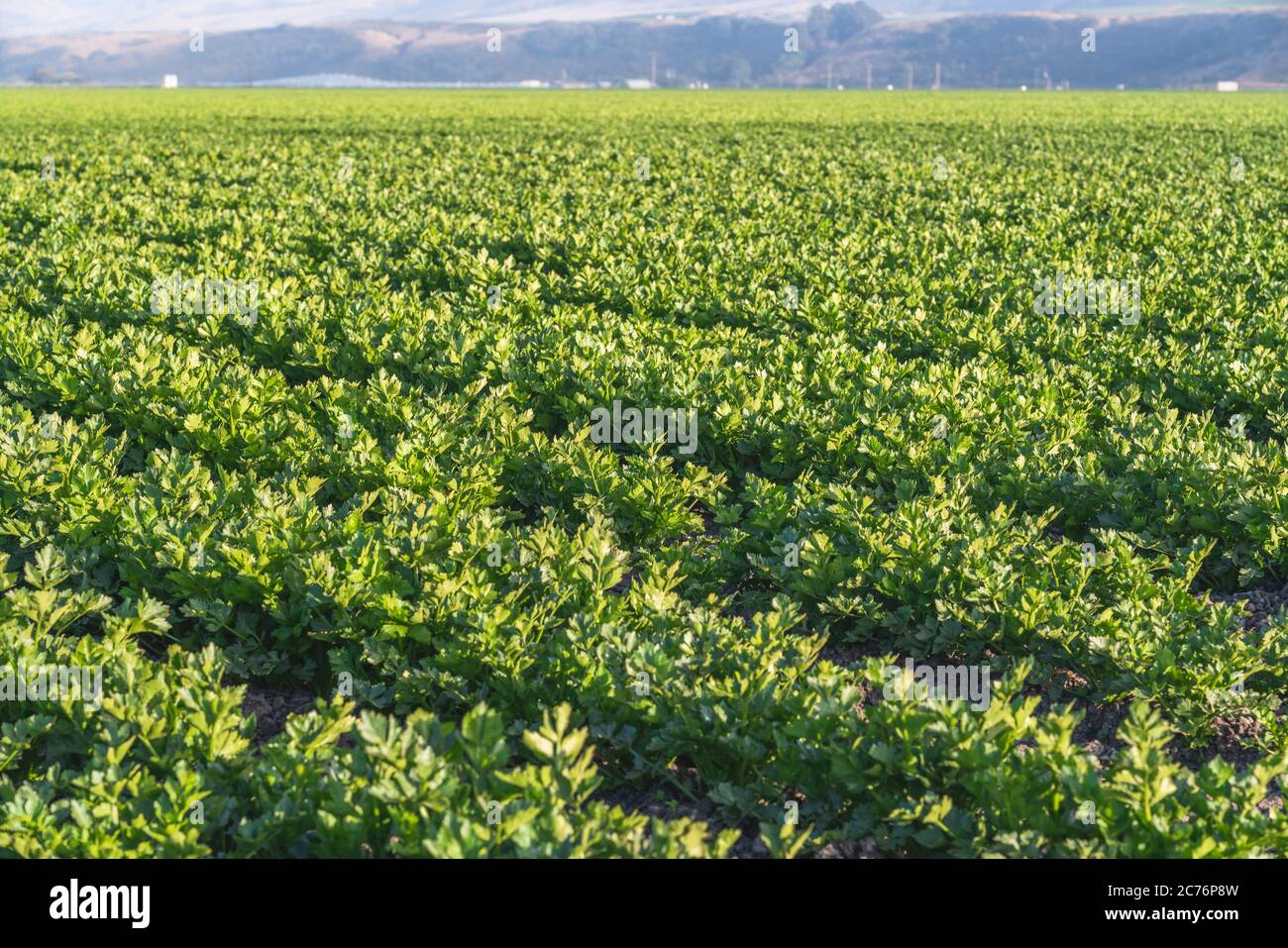 Landwirtschaftliche Bereich von Sellerie Pflanzen bei Sonnenuntergang, Kalifornien Stockfoto