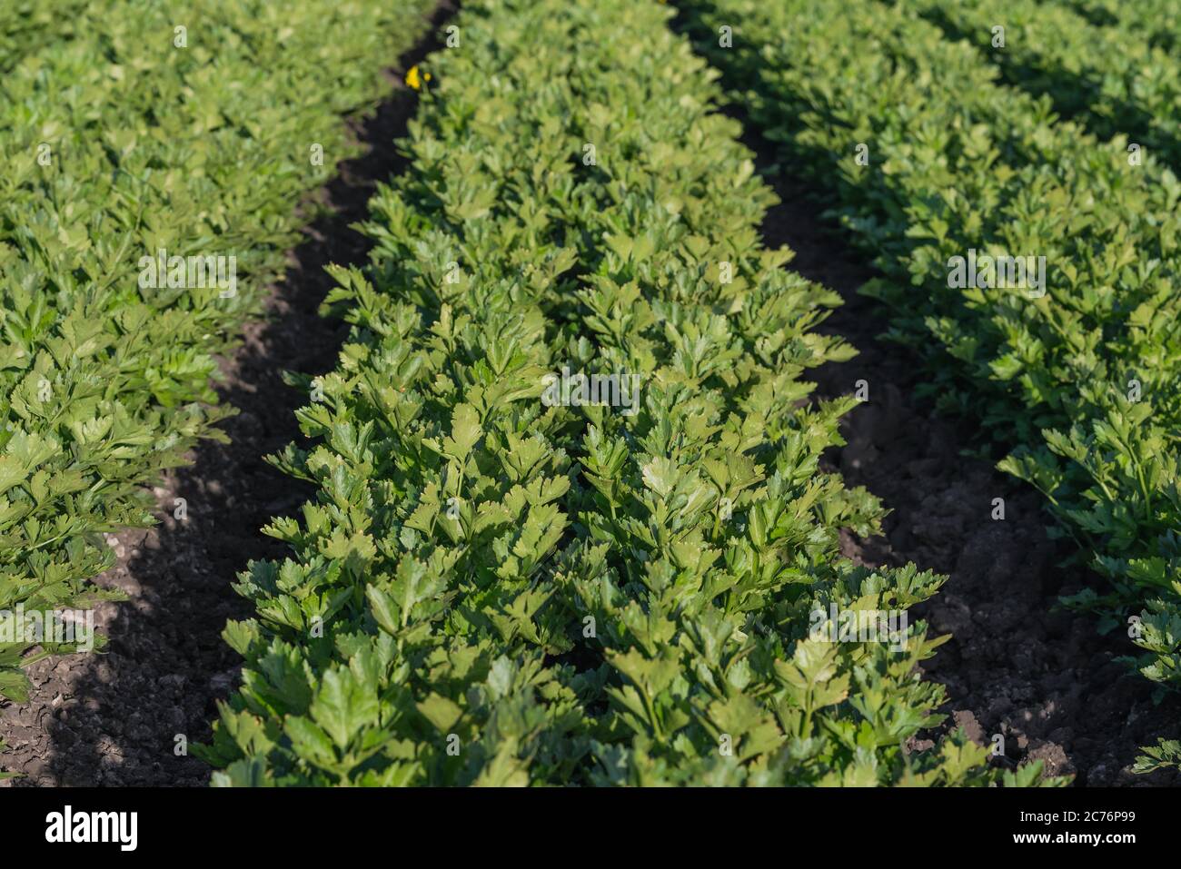 Sellerie-Anlage In Der Nähe. Landwirtschaftliche Feld von Sellerie, Erntezeit Stockfoto