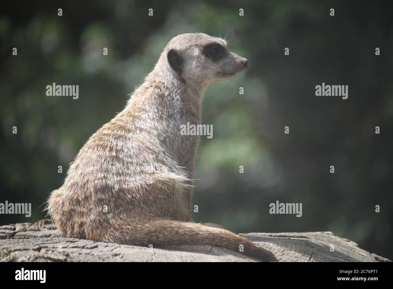 Erdmännchen-Suche Stockfoto