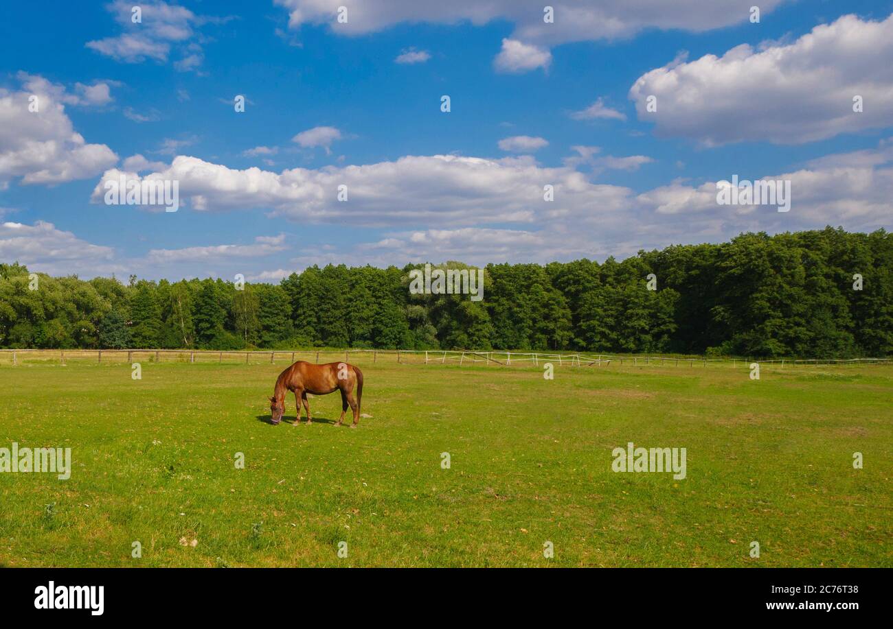 Braunes Pferd grast auf einer Ranch Stockfoto