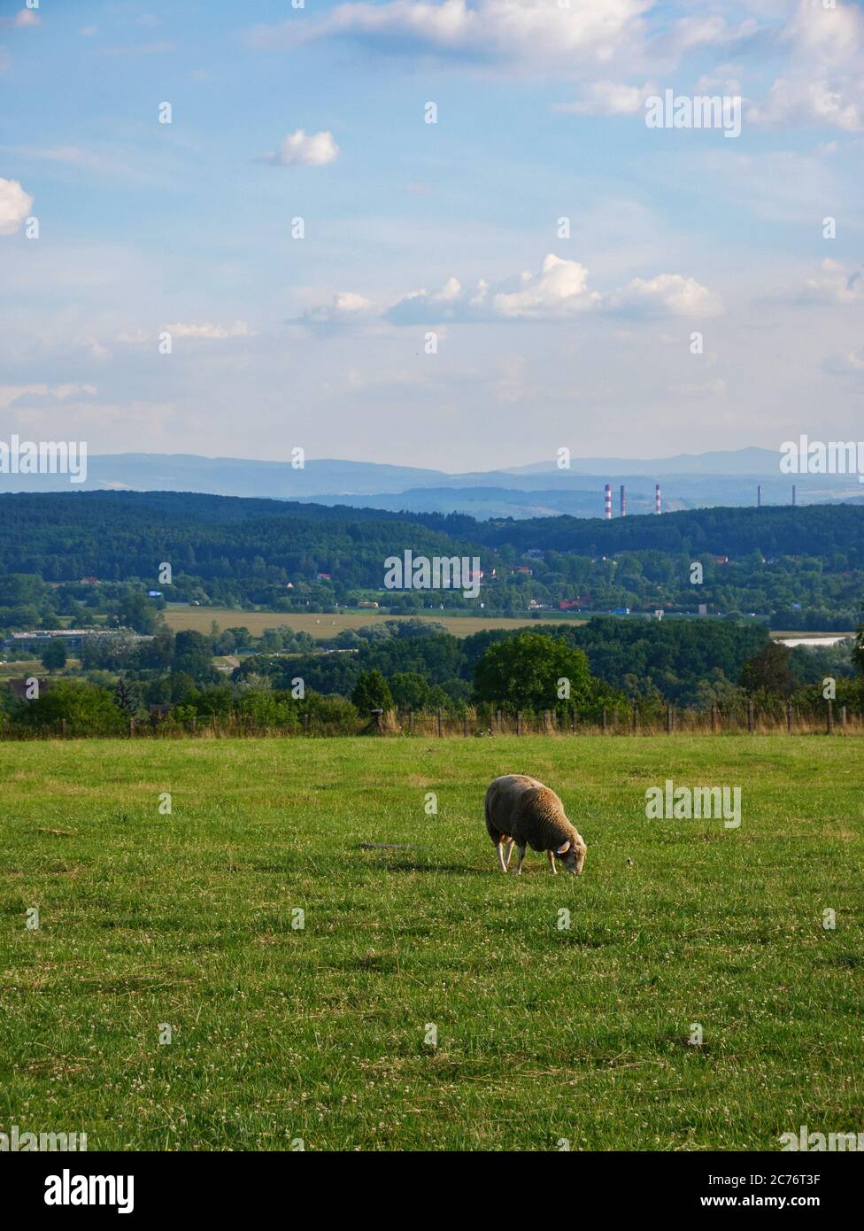 Schafe grasen Gras auf einer Wiese Stockfoto