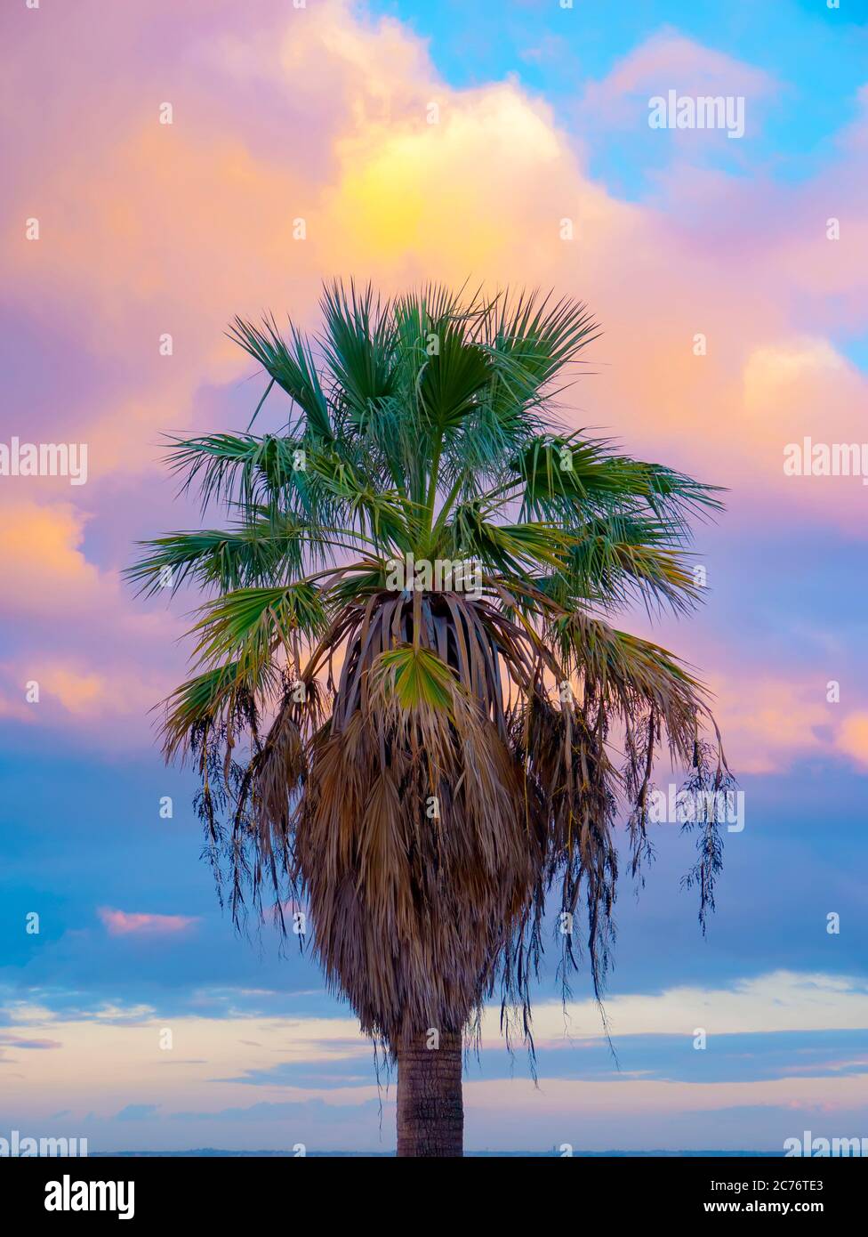 Große Palme mit rosa blauen Himmel als Hintergrund Stockfoto