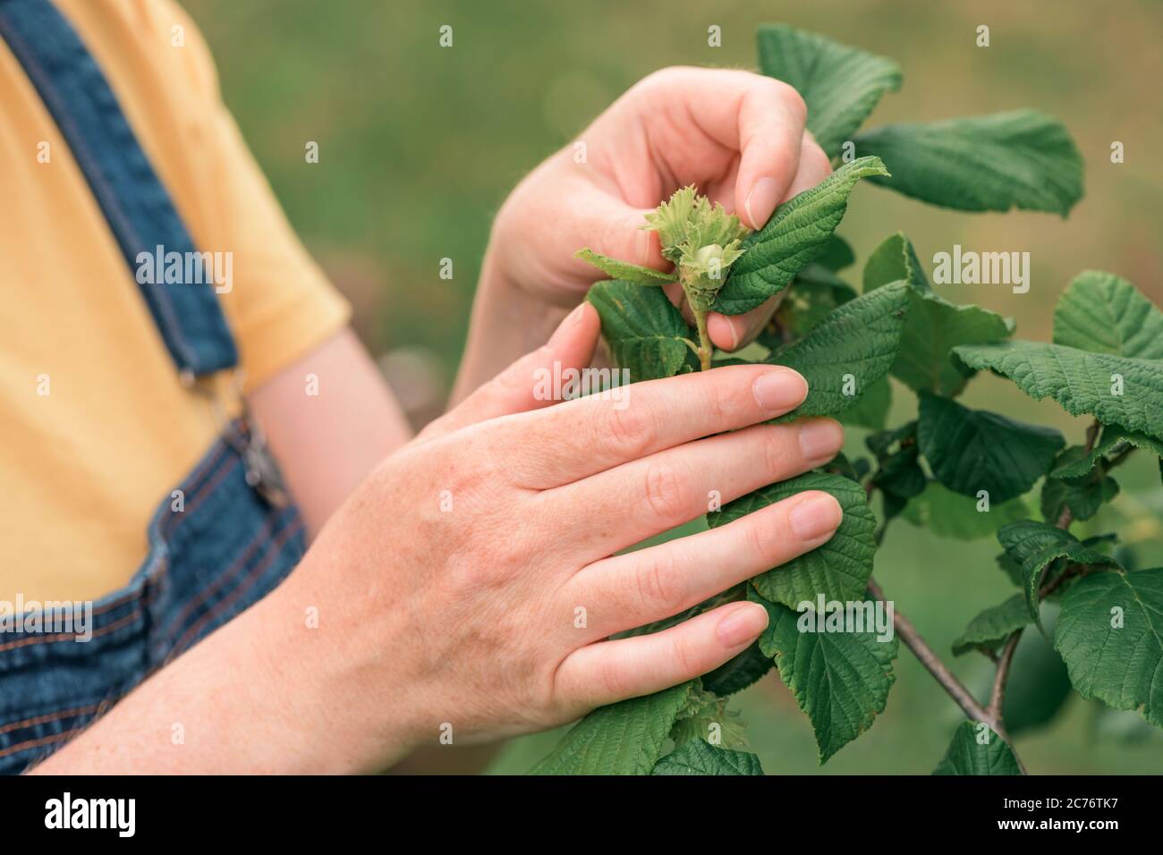 Weibliche Bäuerin untersucht Haselnussfrüchte in Bio-Obstgarten, lokal angebaut Erzeugungskonzept, selektive Fokus Stockfoto