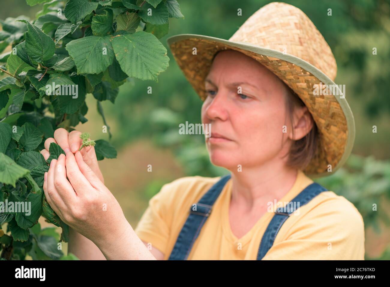 Weibliche Bäuerin untersucht Haselnussfrüchte in Bio-Obstgarten, lokal angebaut Erzeugungskonzept, selektive Fokus Stockfoto