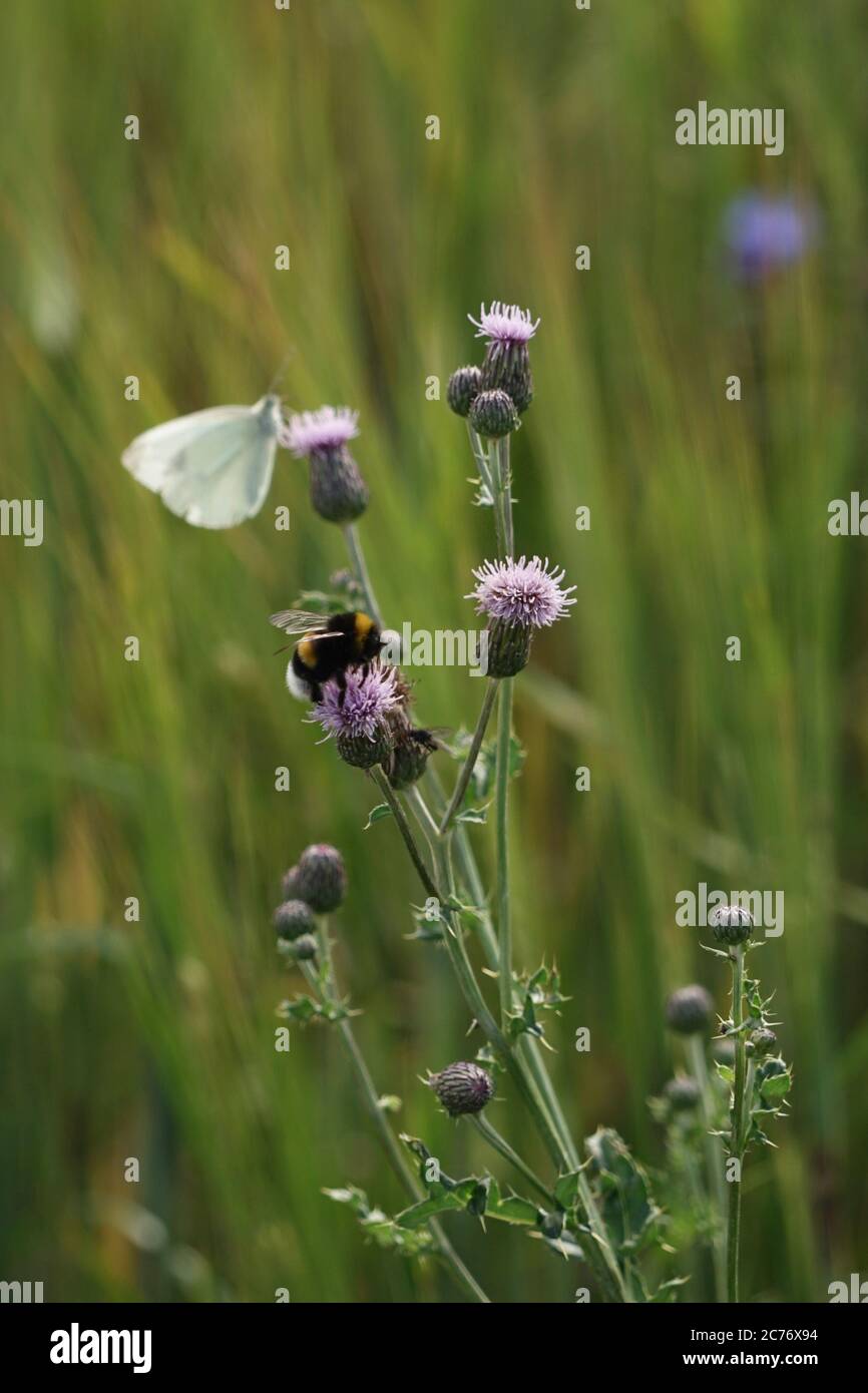 Hummel auf Blume - Schmetterling im Hintergrund Stockfoto