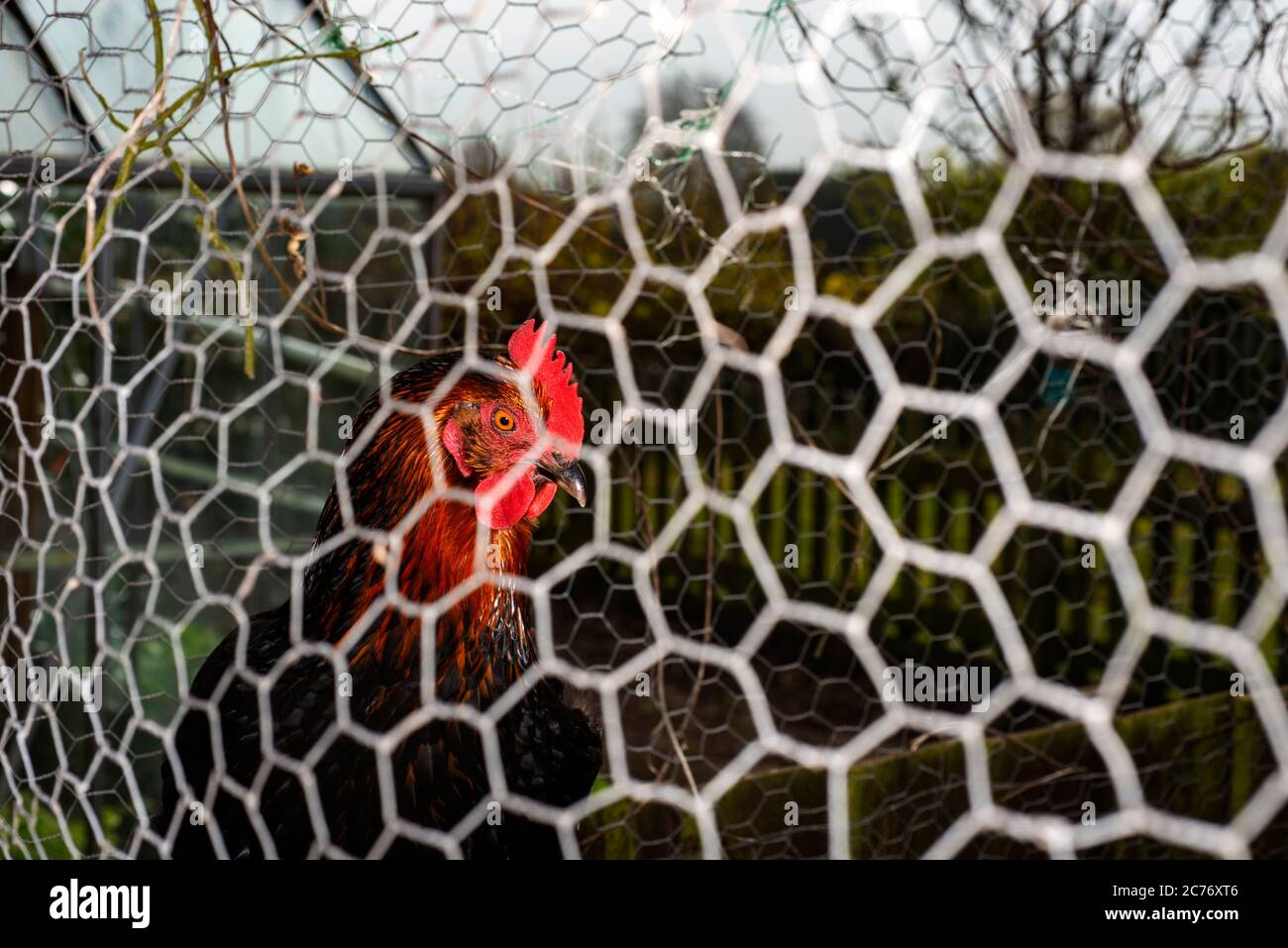 Huhn in hausgemachten Huhn-laufen Stockfoto