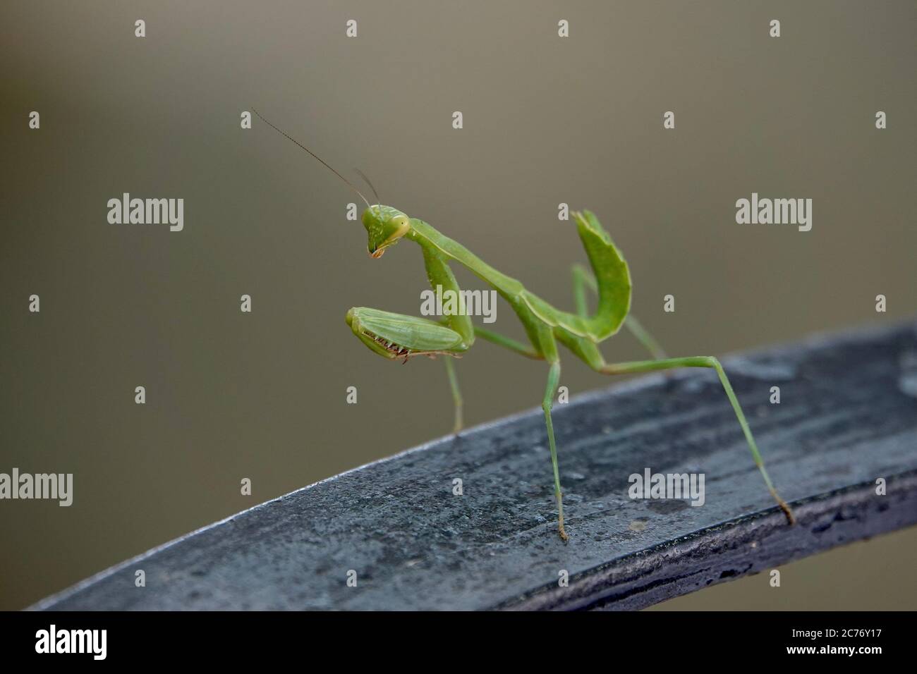 Eine Nahaufnahme einer Gottesanbeterin. Stockfoto