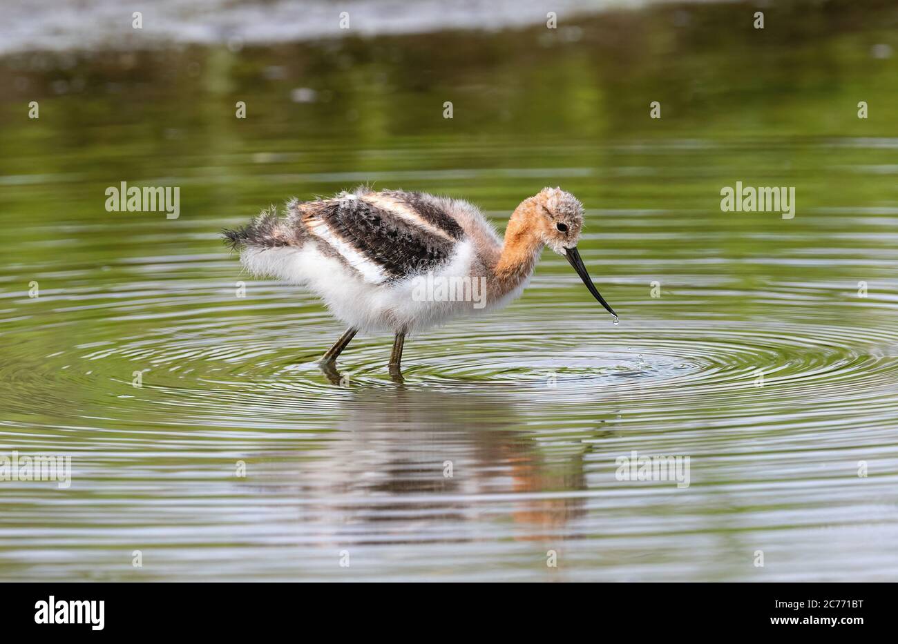 Ein Baby American Avocet wast durch flaches grünes Wasser auf der Suche nach Nahrung. Stockfoto