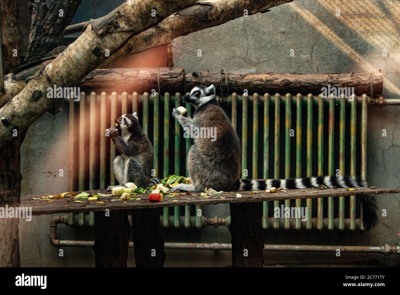 Zwei Lemuren sitzen auf dem Holztisch mit Früchten, während sie im Zoo in Scheiben geschnittene Essensstücke essen. Stockfoto