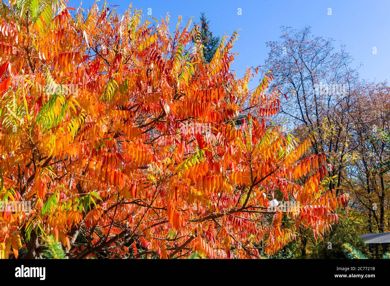 Herbst rote und gelbe Farben der Rhus typhina, Staghorn sumac, Anacardiaceae, Blätter von Sumac auf blauen Himmel. Stockfoto