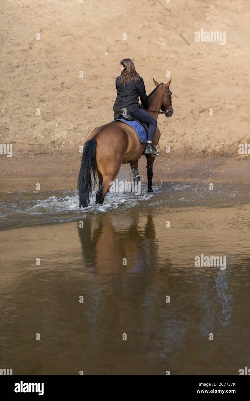 Ein Mädchen fording auf einem Pferd entlang eines Flusses mit einem sandigen Ufer Stockfoto