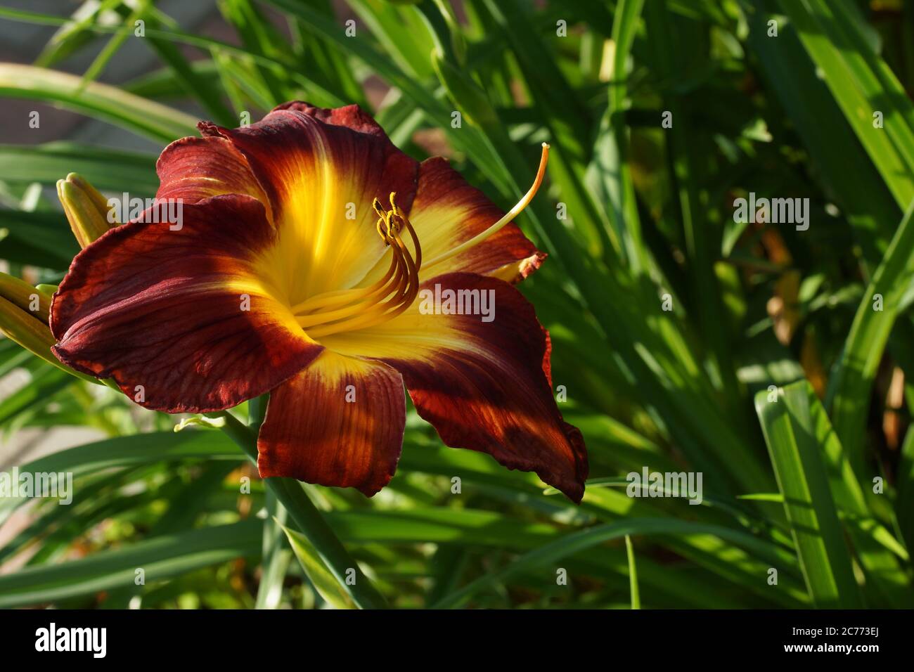 Persian Ruby Daylilie. Rubinrot selbst mit grüner Kehle. Blumen Taglilie. Rote Taglilien blühen im Sommer. Stockfoto