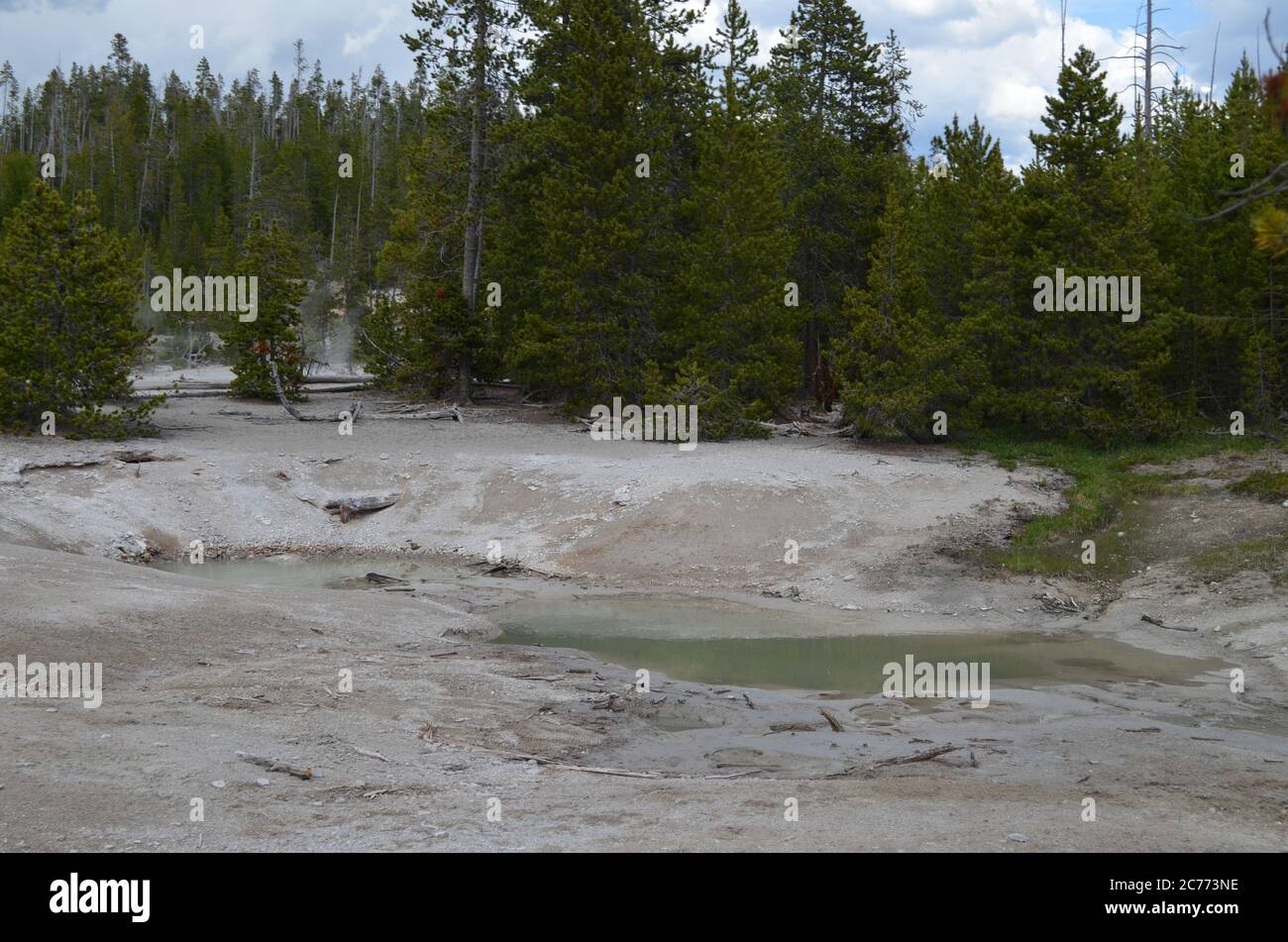 Spätfrühling im Yellowstone National Park: Wurzelbecken mit Dampf vom Krater Quelle sichtbar hinter dem Back Basin Bereich des Norris Geyser Basin Stockfoto