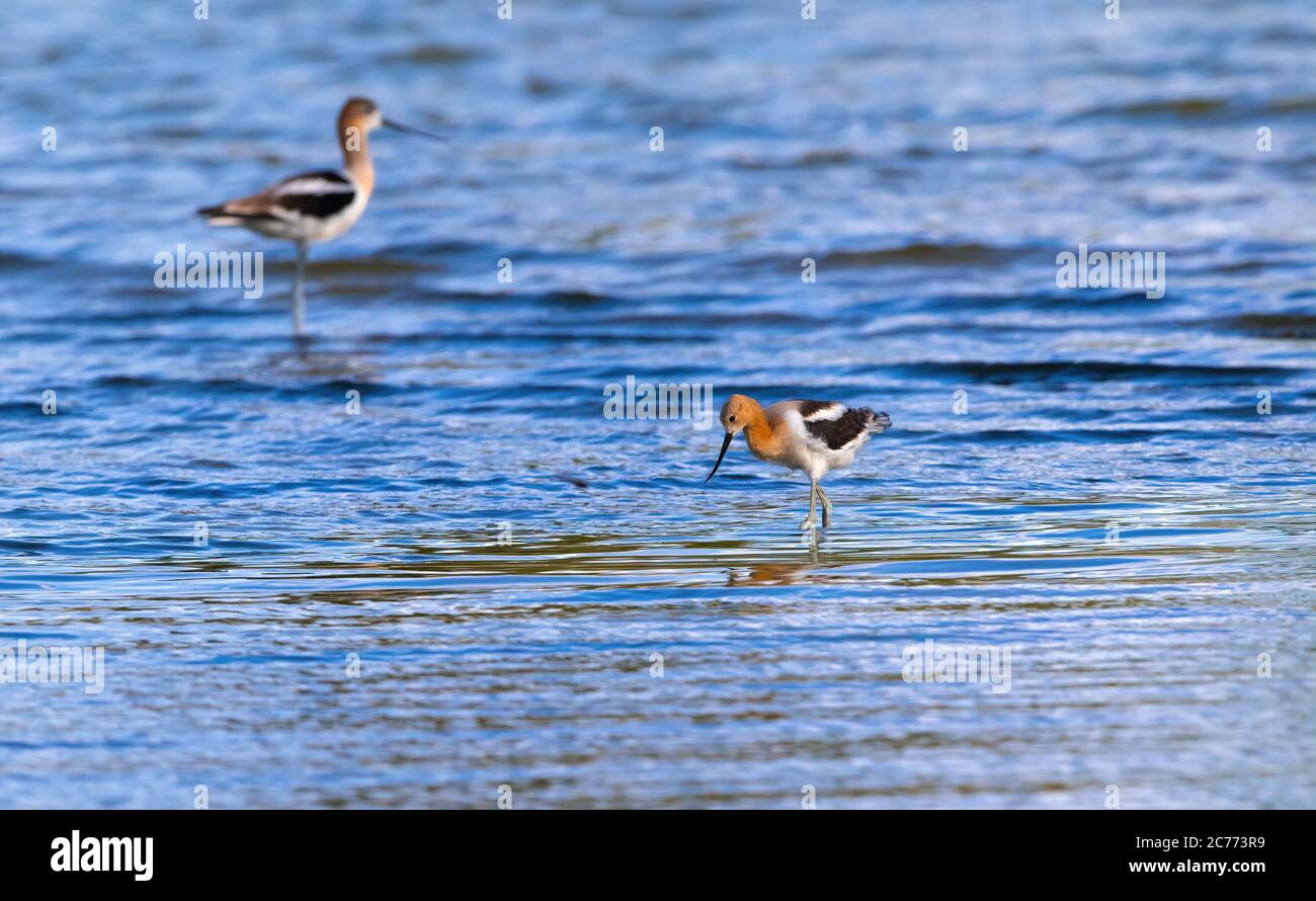 Ein junger Avocet im flauschigen Gefieder fängt die Nachmittagssonne, während er in flachen Seengewässern mit seinen Eltern im Hintergrund auf Nahrungssugen wartet. Stockfoto