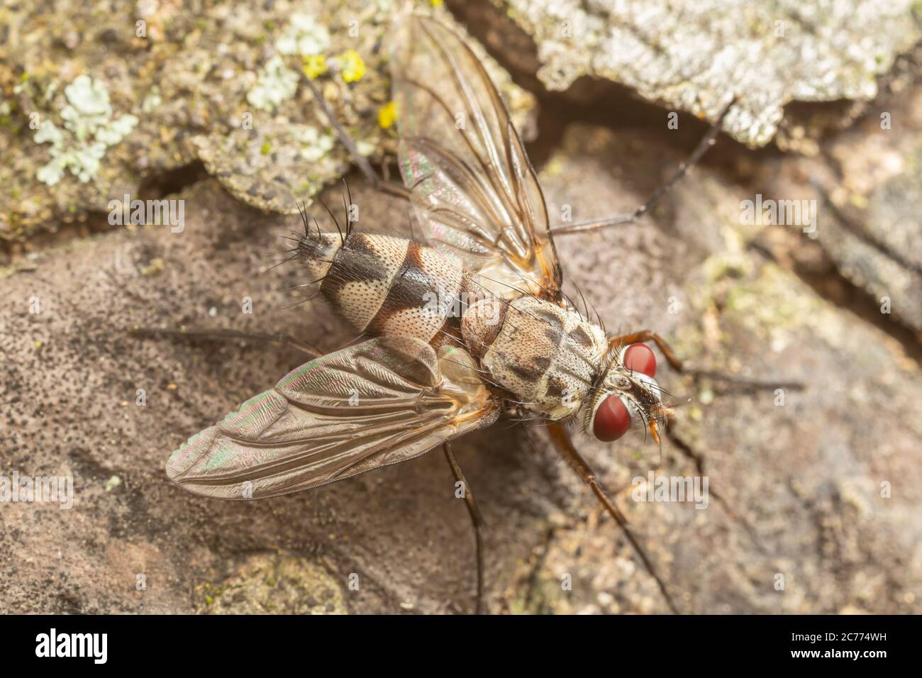 Parasitäre Fliege (Zelia vertebrata) Stockfoto