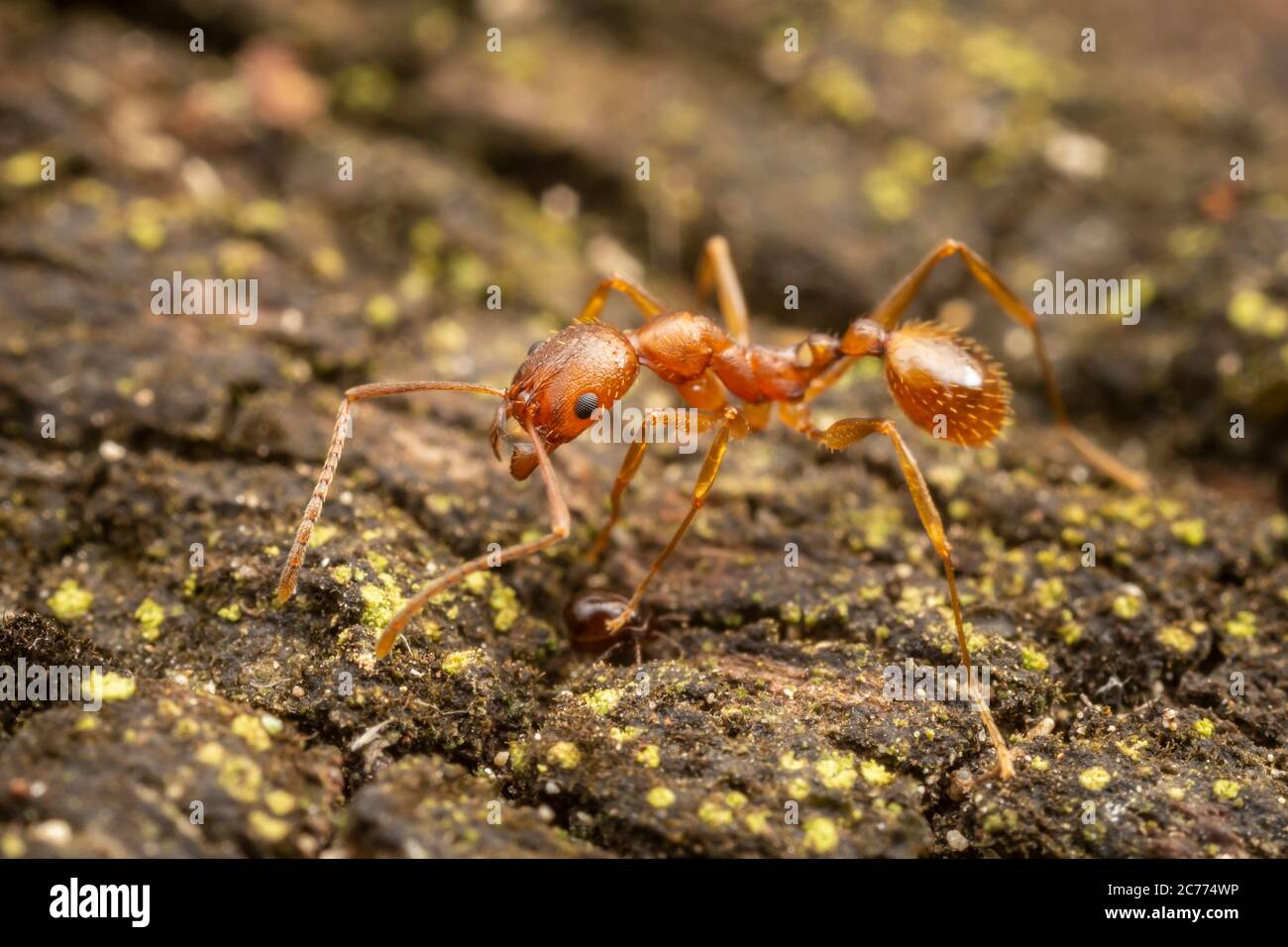 Wirbelsäulenaillierte Ameise (Aphaenogaster texana) Stockfoto