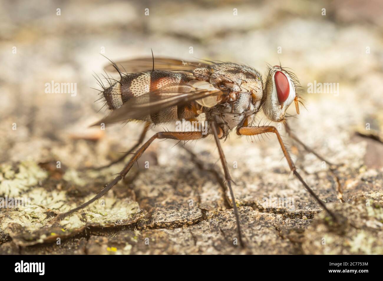 Parasitäre Fliege (Zelia vertebrata) Stockfoto