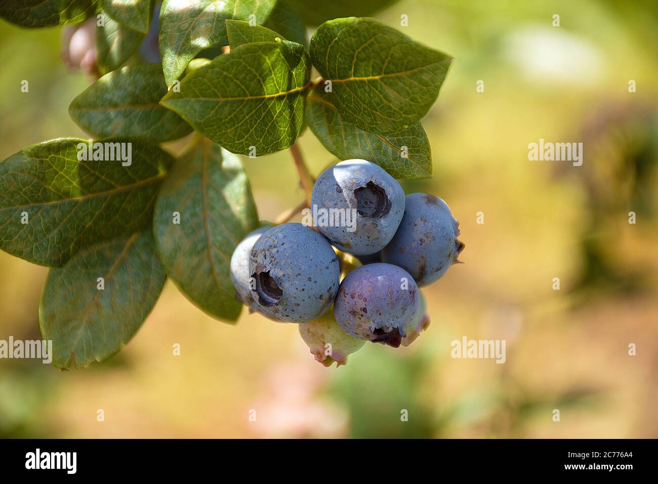 Nahaufnahme von reifenden Heidelbeeren auf Busch Stockfoto