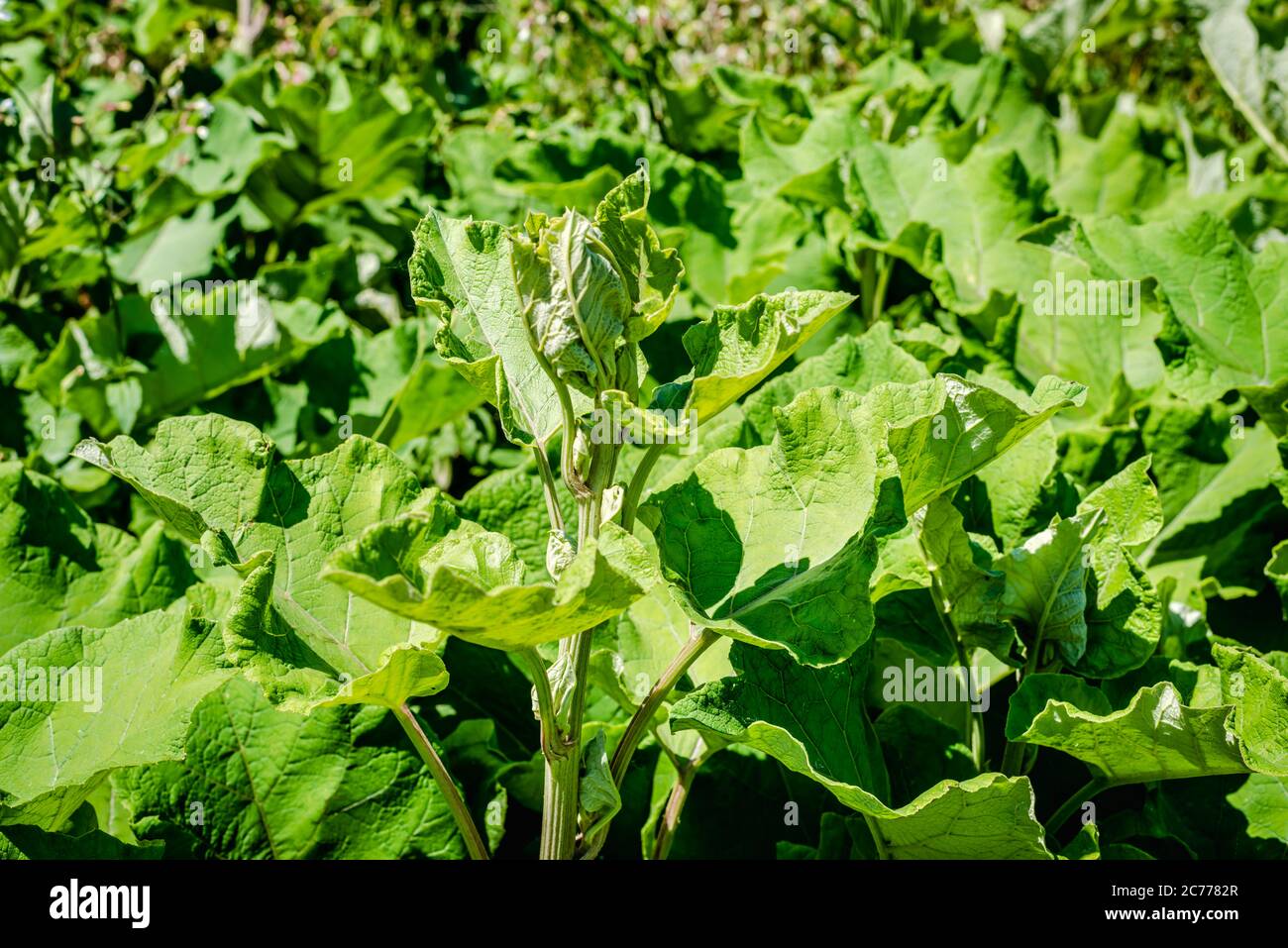 Klettenkraut Stockfoto