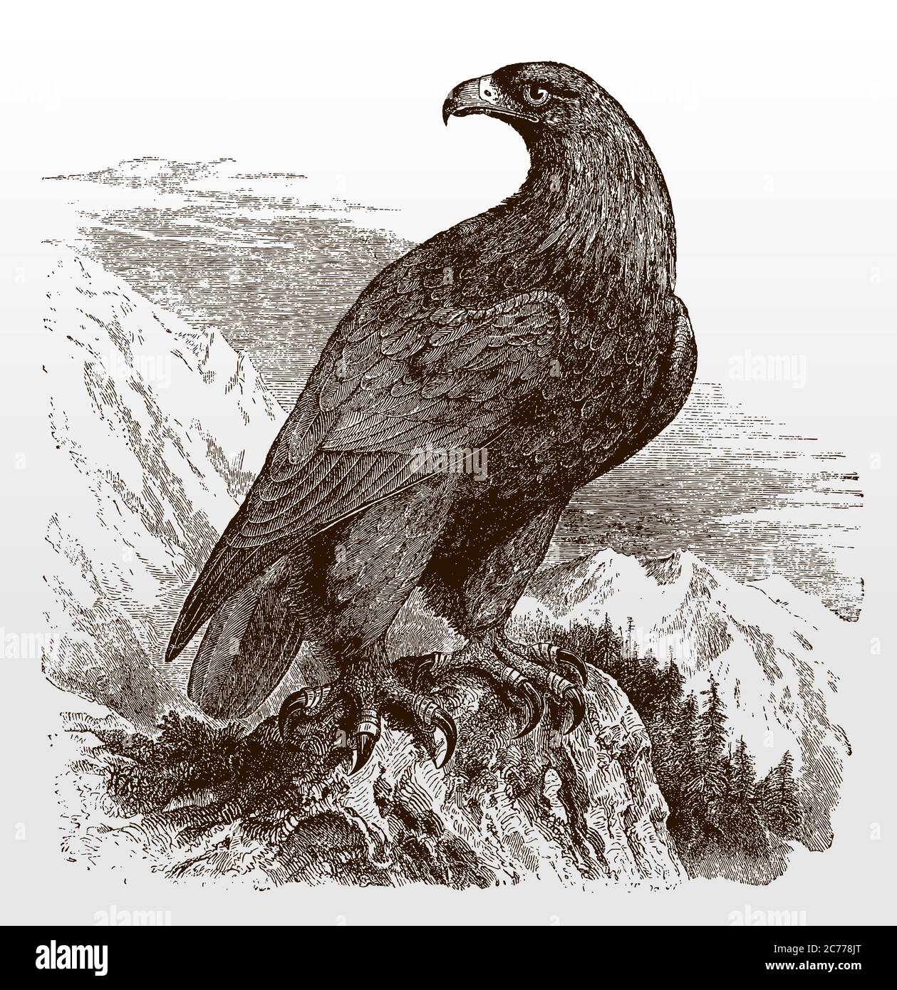 Goldener Adler, aquila chrysaetos in Seitenansicht auf einem Felsen sitzend in einer montainösen Landschaft und rückblickend, nach einer Illustration aus dem 19 Stock Vektor