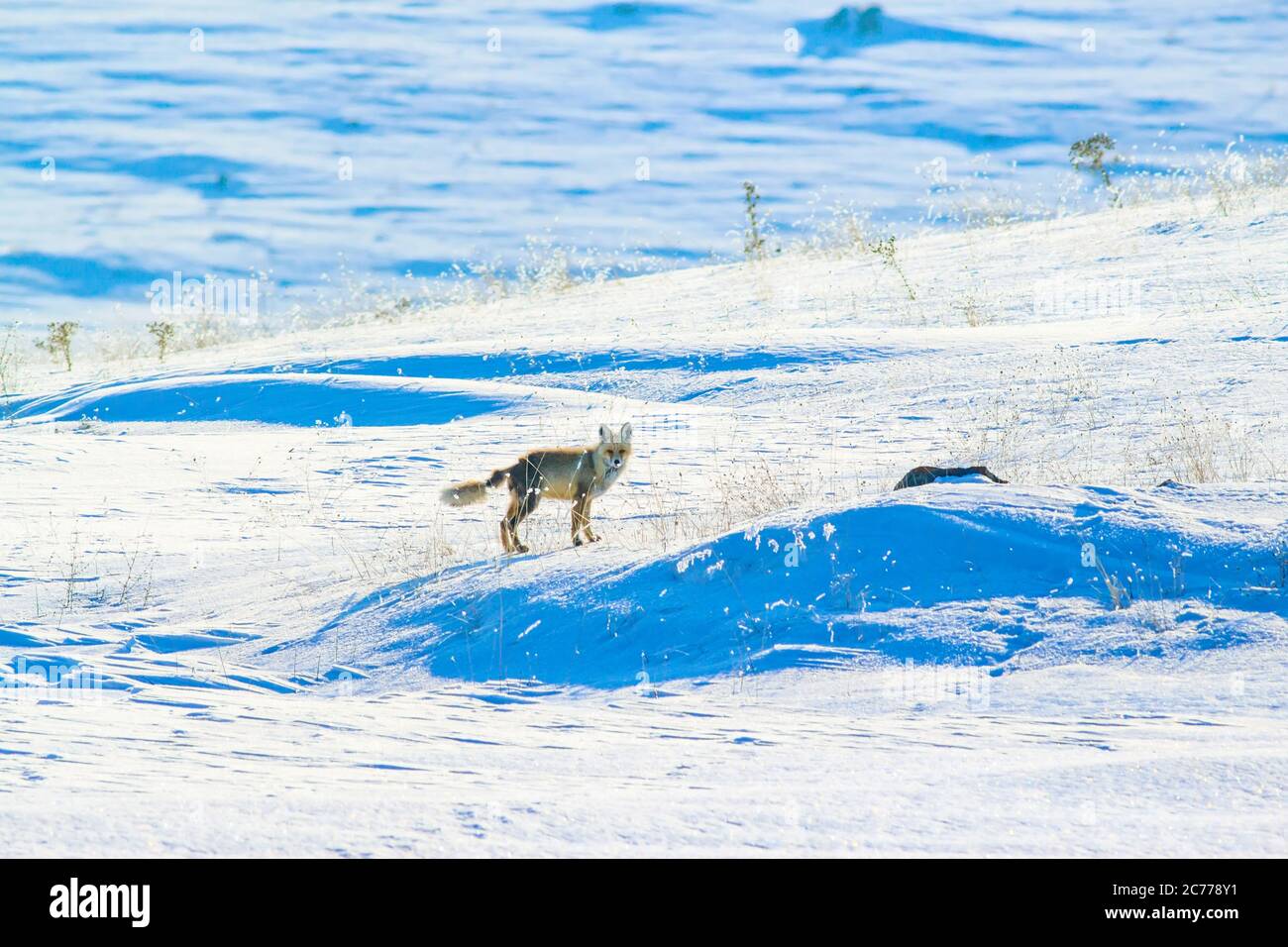 Winter und Fuchs. Weiß Winter Natur Hintergrund. Stockfoto