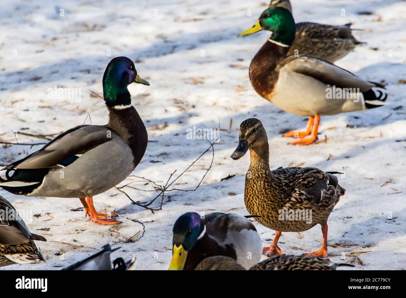 Wildenten im Winter auf einem Schneehintergrund. Eine Herde sucht Nahrung. Stockfoto