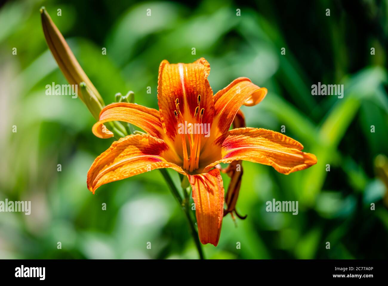 Lily Blumen im Garten Stockfoto