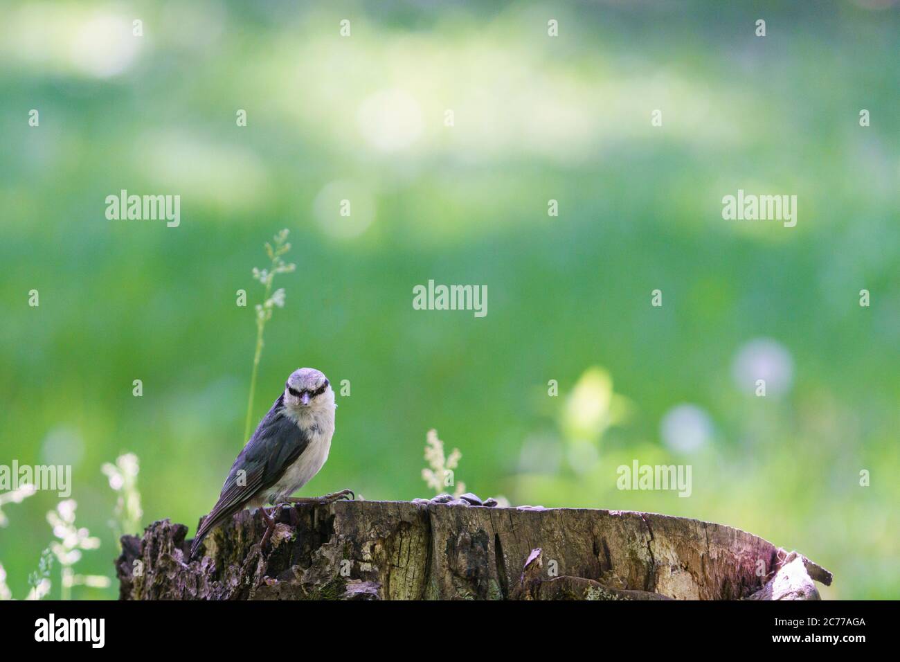 Eurasischen Kleiber Stockfoto