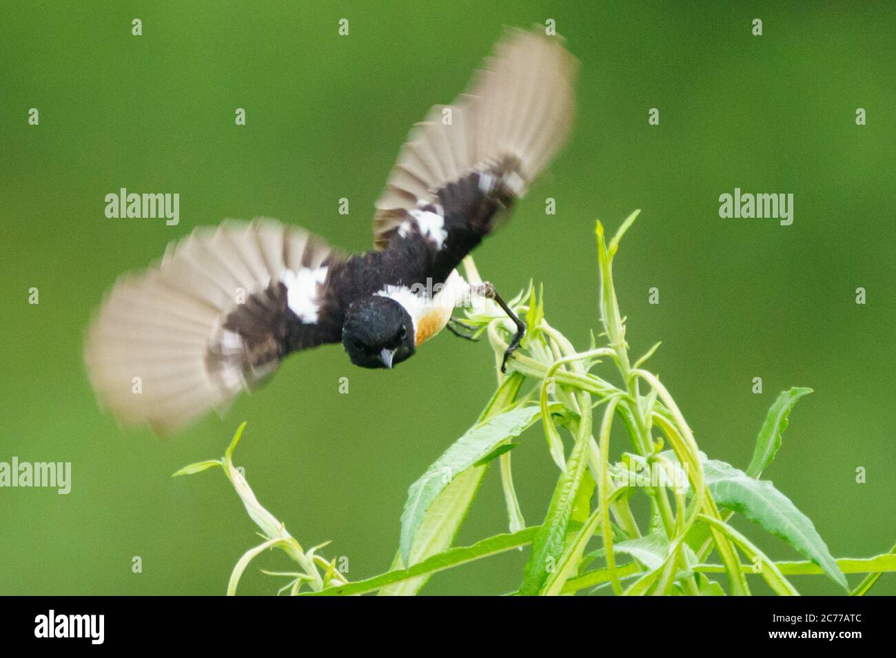 Afrikanische Stonechat Stockfoto