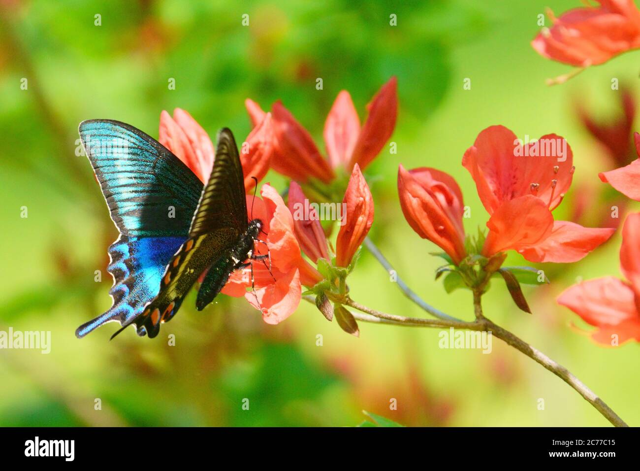 Papilio Maackii Stockfoto