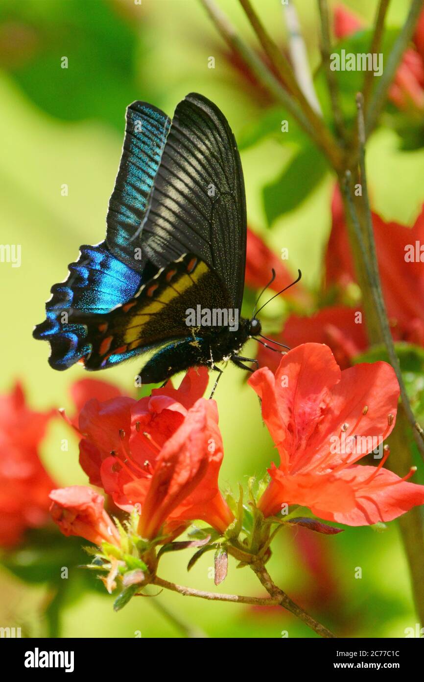 Papilio Maackii Stockfoto