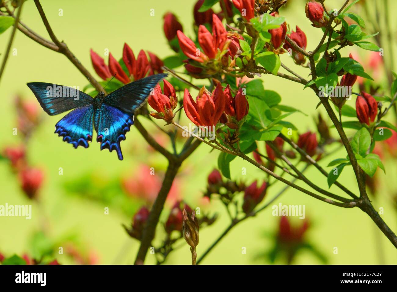 Papilio Maackii Stockfoto