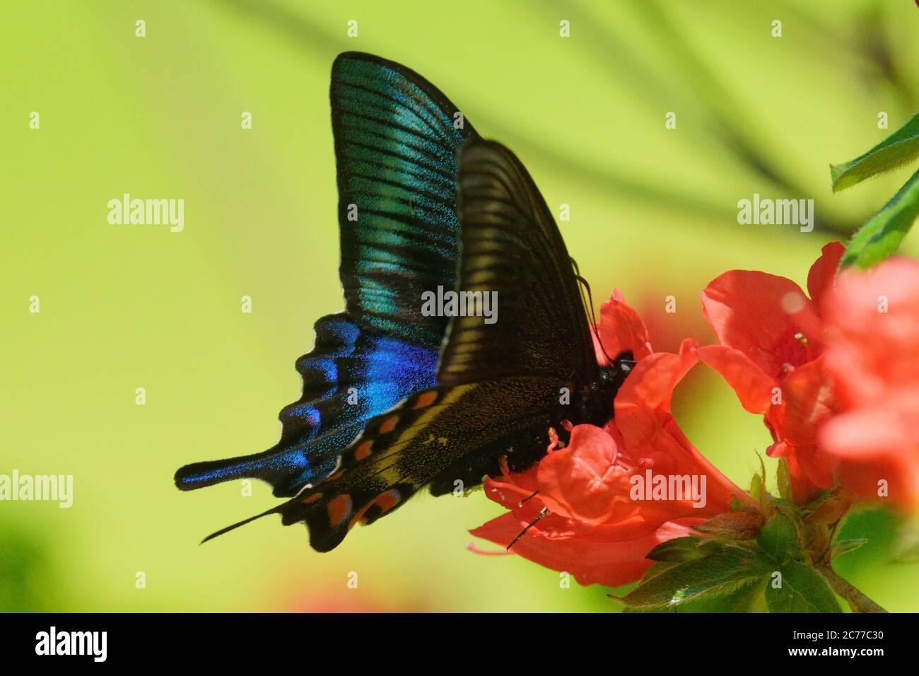Papilio Maackii Stockfoto
