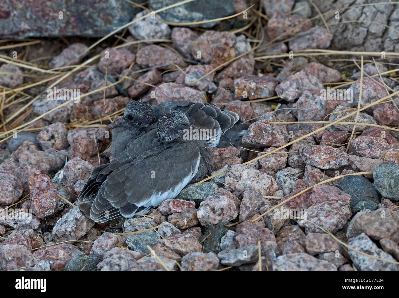 Neugeborene Zwillingstauben schützen sich gegenseitig auf dem Boden, nachdem sie ihr Nest verloren haben. Stockfoto